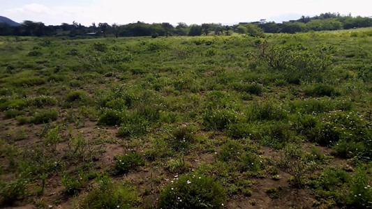 Plots Near Georges